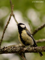 Great Tit (Parus major) female in Hjalstaviken reserve, Sweden