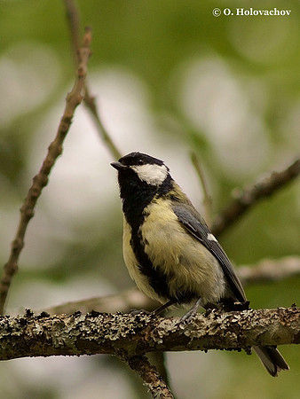 Great Tit (Parus major) female in Hjalstaviken reserve, Sweden