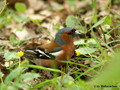 Common Chaffinch (Fringilla coelebs) male in Hjalstaviken reserve, Sweden