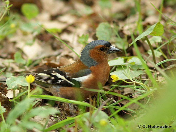Common Chaffinch (Fringilla coelebs) male in Hjalstaviken reserve, Sweden