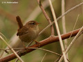 Wren (Troglodytes troglodytes) in the Bourgoyen-Ossemeersen reserve, Belgium