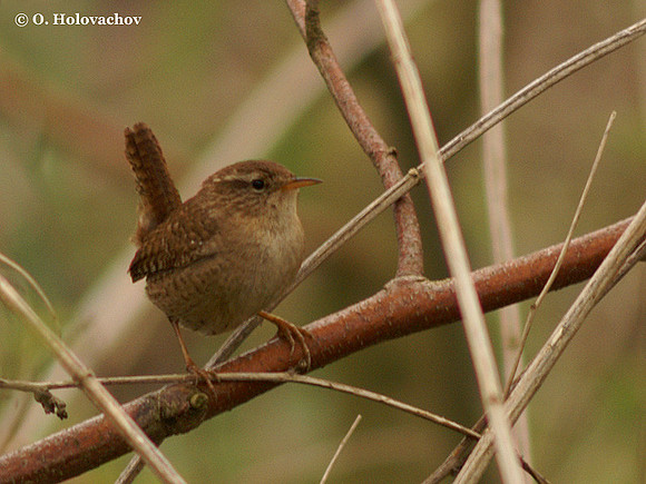 Wren (Troglodytes troglodytes) in the Bourgoyen-Ossemeersen reserve, Belgium