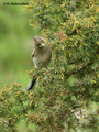 Common Chaffinch (Fringilla coelebs) female in Hjalstaviken reserve, Sweden