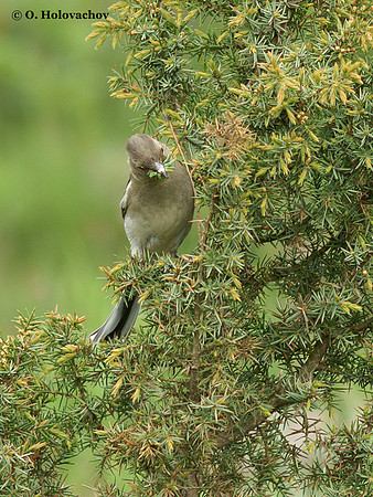 Common Chaffinch (Fringilla coelebs) female in Hjalstaviken reserve, Sweden