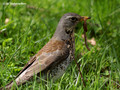 Fieldfare (Turdus pilaris) in the park of Stockholm University, Sweden