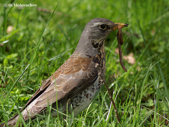 Fieldfare (Turdus pilaris) in the park of Stockholm University, Sweden
