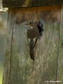 European Pied Flycatcher (Ficedula hypoleuca) female near Gnesta, Sweden