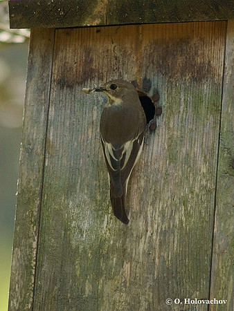 European Pied Flycatcher (Ficedula hypoleuca) female near Gnesta, Sweden