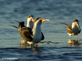 Black Skimmer (Rhynchops niger) in the Merritt Island National Wildlife Refuge