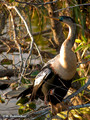 Anhinga (Anhinga anhinga) in the Everglades National Park
