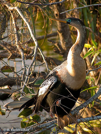 Anhinga (Anhinga anhinga) in the Everglades National Park