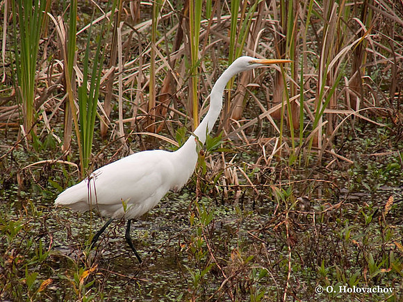 Great Egret (Ardea alba) in the St Marks National Wildlife Refuge