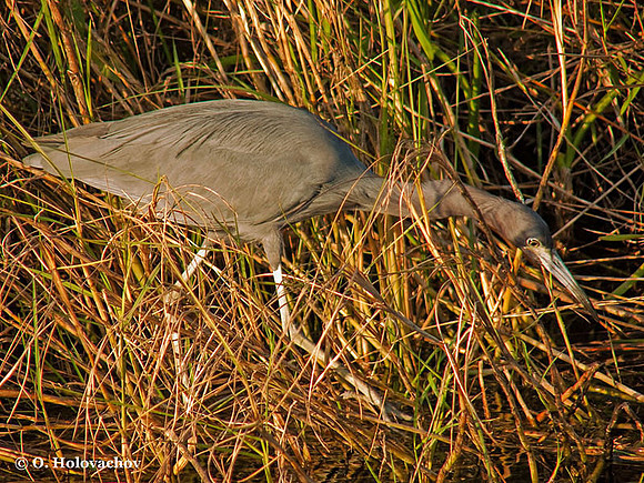 Little Blue Heron (Egretta caerulea) in the Everglades National Park