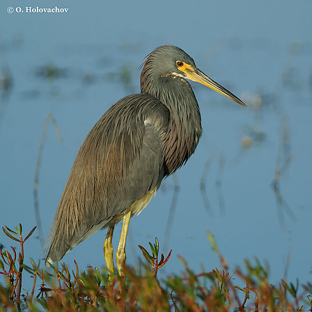Tricolored Heron (Egretta tricolor) in the Merritt Island National Wildlife Refuge