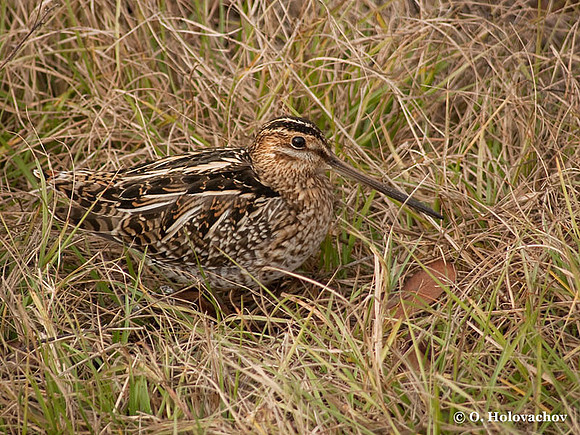 Wilson's Snipe (Gallinago delicata) in the St Marks National Wildlife Refuge