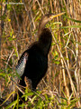 Anhinga (Anhinga anhinga) in the Everglades National Park