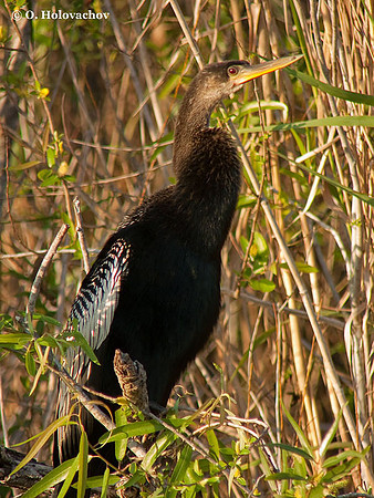 Anhinga (Anhinga anhinga) in the Everglades National Park