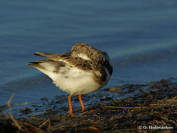 Ruddy Turnstone (Arenaria interpres) in the Merritt Island National Wildlife Refuge