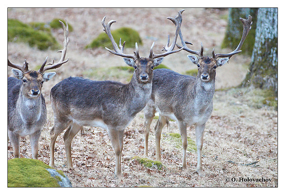Fallow Deer (Cervus dama) in Gripsholm Castle, Sweden