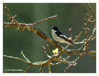 Flycatchers (Muscicapidae)