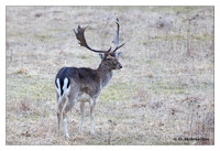 Even-toed ungulates (Artiodactyla)