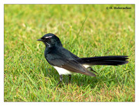 Fantails (Rhipiduridae)