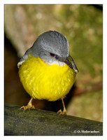Australasian Robins (Petroicidae)