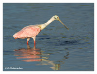 Ibises (Threskiornithidae)
