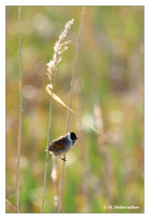 Buntings (Emberizidae)
