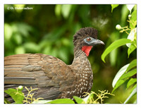 Guans (Cracidae)