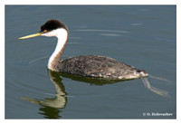 Grebes (Podicipedidae)