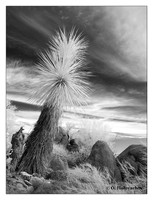 Infrared world, monochrome