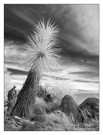 Nolina in the Arizona-Sonoma Desert Museum, USA