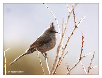 Australasian Robins (Petroicidae)