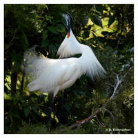 Herons (Ardeidae)