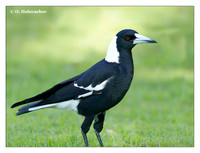 Butcherbirds (Artamidae)