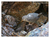 Dippers (Cinclidae)