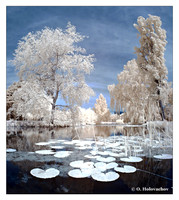 Infrared world, false colors