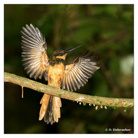 Jacamars (Galbulidae)