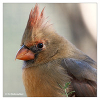 Cardinalidae (Cardinals)