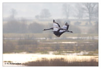 Cranes (Gruidae)