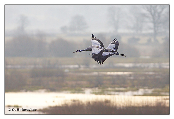 Common crane (Grus grus) in the "Lake Hornborga" Nature reserve, Sweden