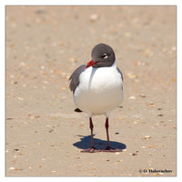 Gulls (Laridae)