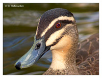 Ducks (Anatidae)