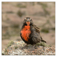 Blackbirds (Icteridae)