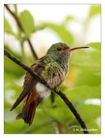Hummingbirds (Trochiilidae)