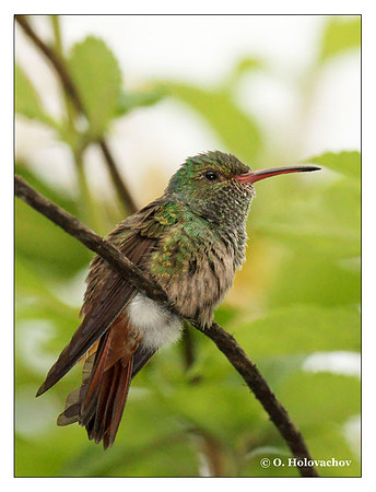 Rufous-tailed Hummingbird (Amazilia tzacatl) in La Selva Reserve, Costa Rica