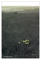 Ultraviolet landscapes