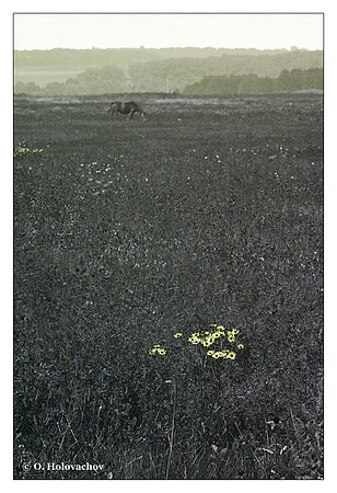 Meadow