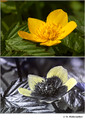 Caltha palustris in visible (top) and reflected UV (bottom)